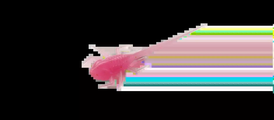 13 Fishing Panfish Plastics