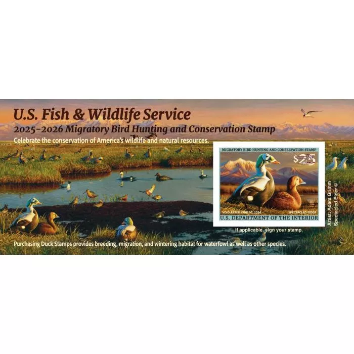 2025 Federal Duck Stamp